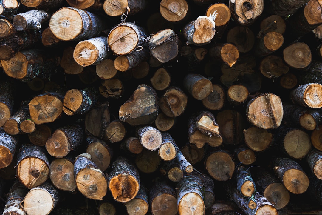 brown and black wood logs