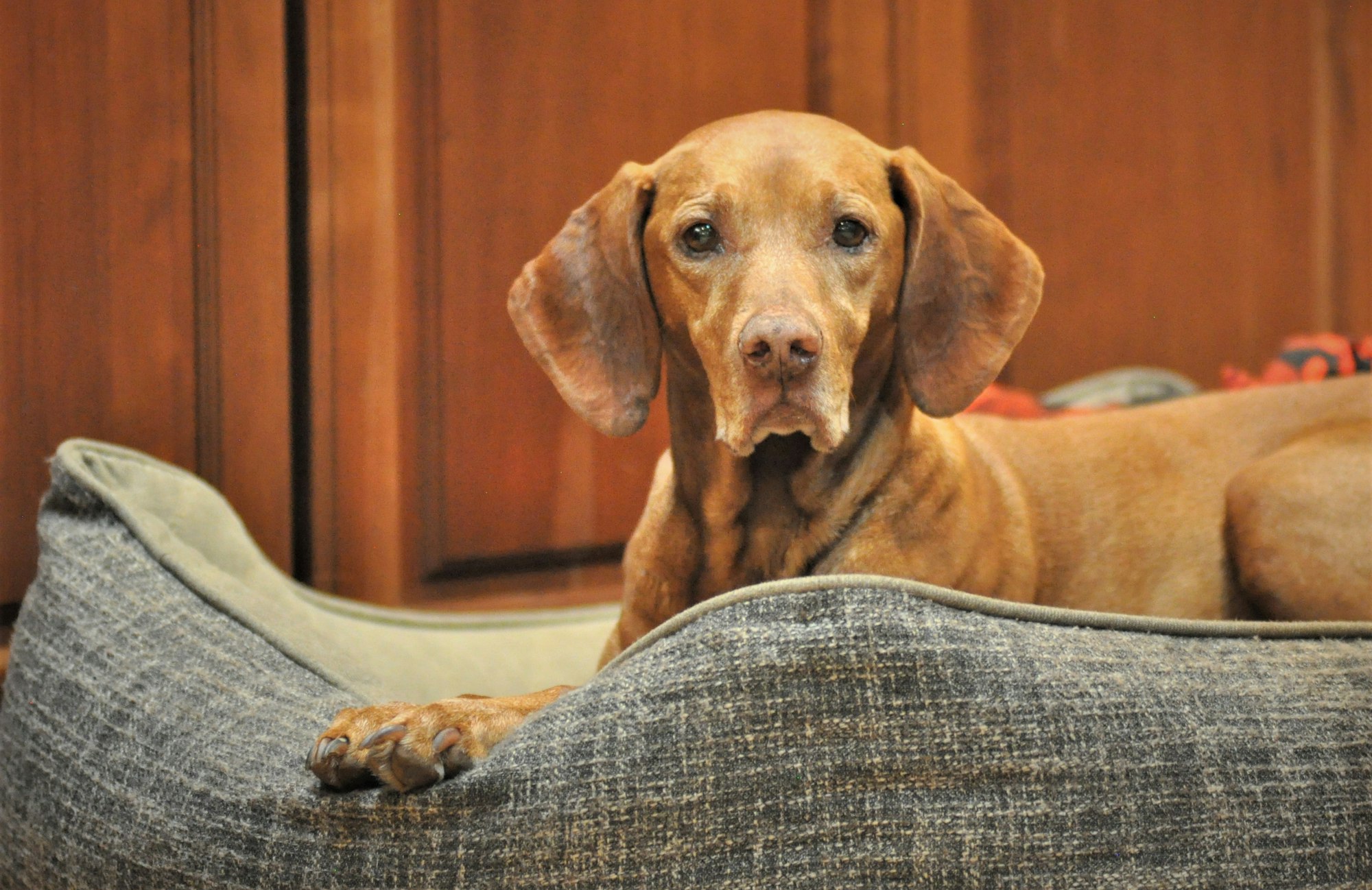 How Much Does A Vizsla Cost? Comprehensive Price Guide