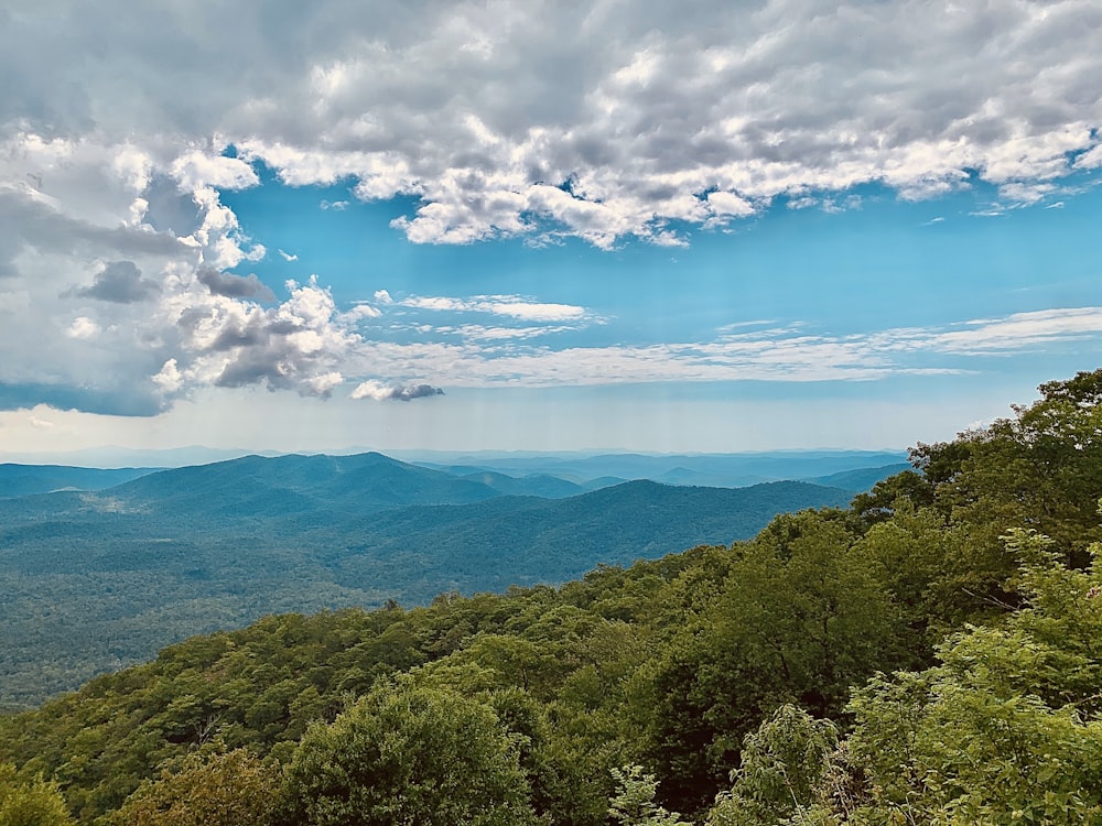 green trees near blue sea under blue sky and white clouds during daytime