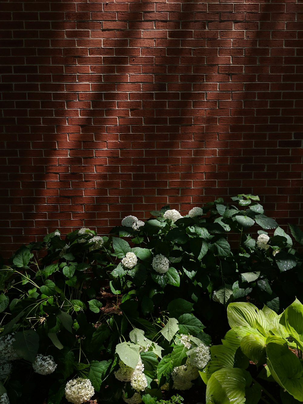 green plant beside brown brick wall