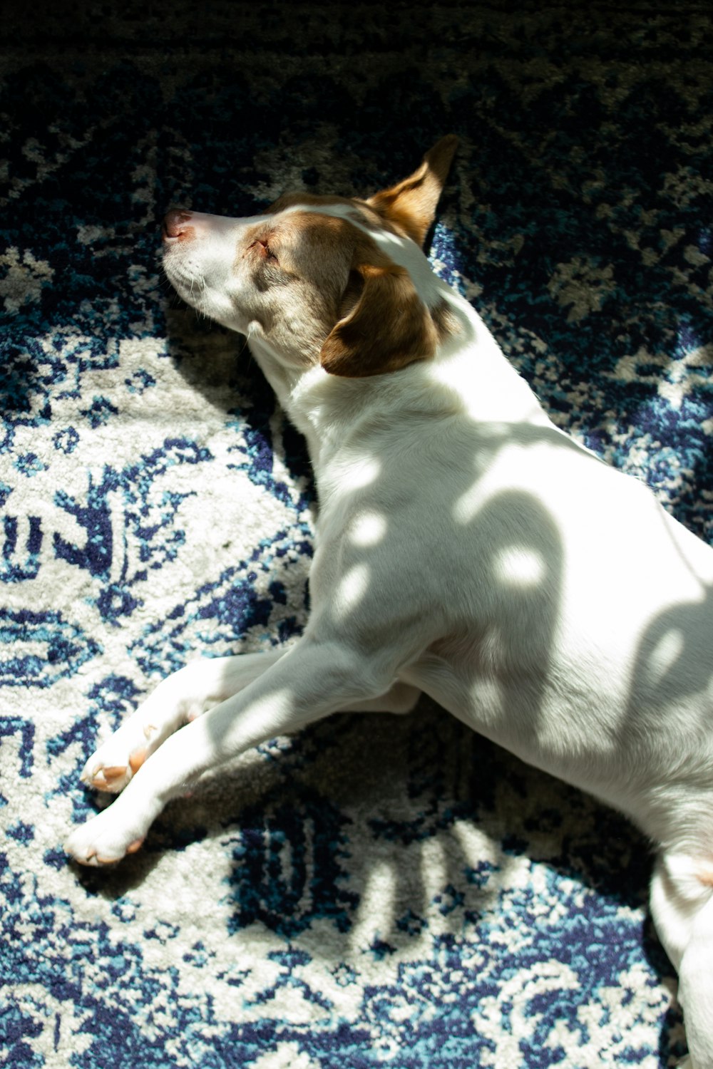 white and brown short coated dog lying on blue and white textile