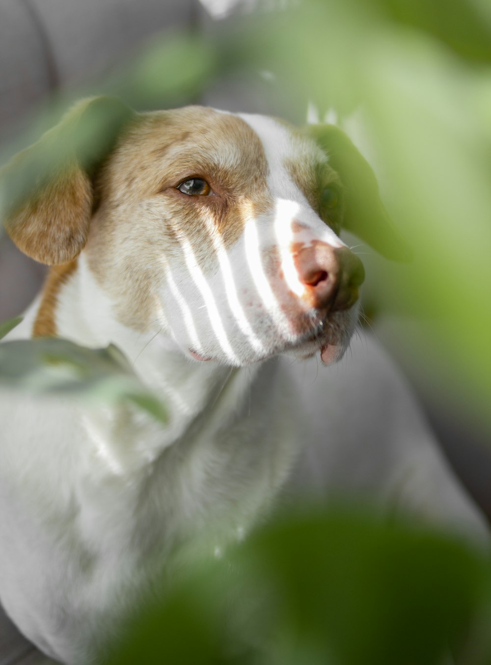 白と茶色のショートコートの犬