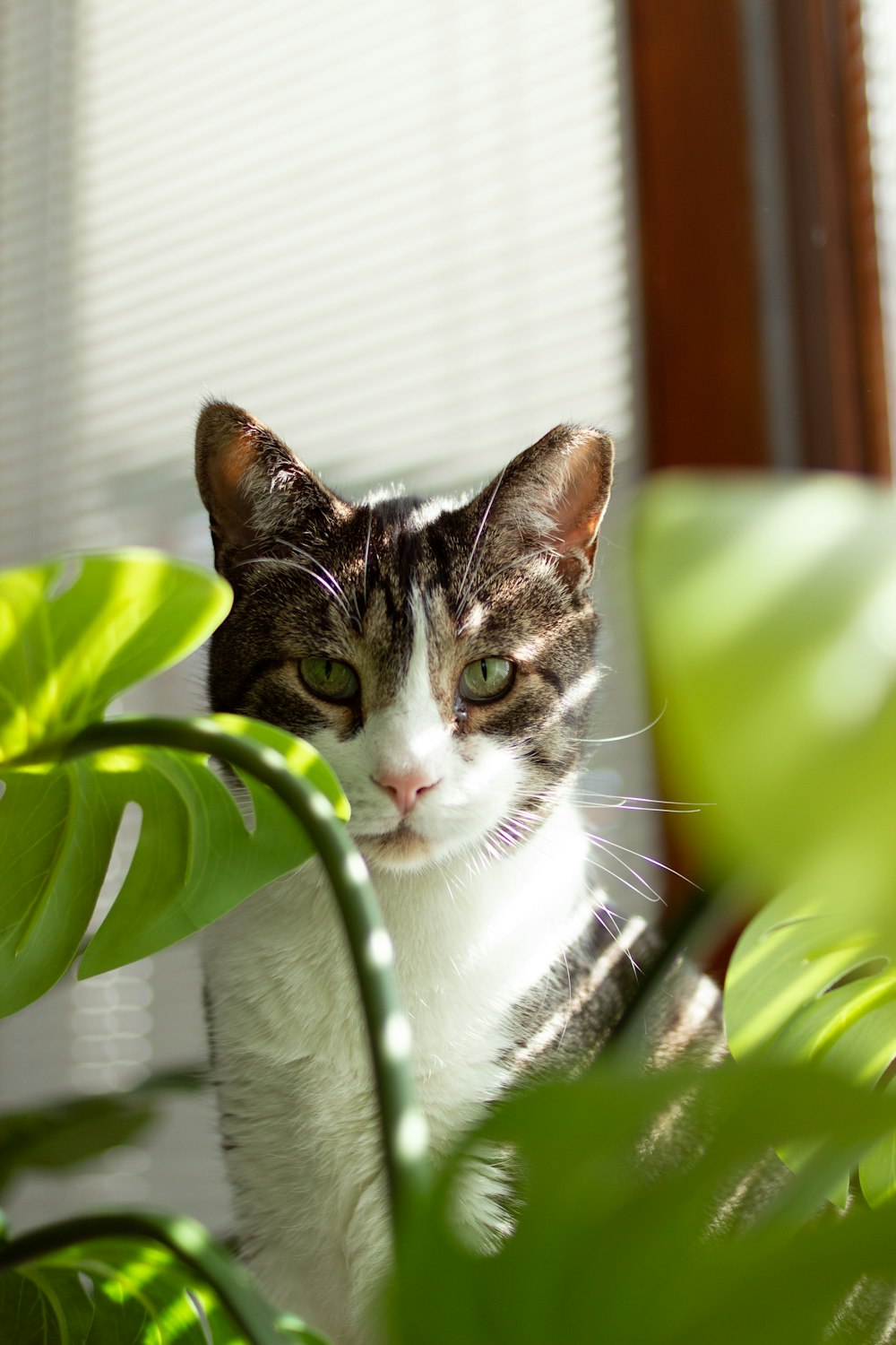 white and black cat on green textile