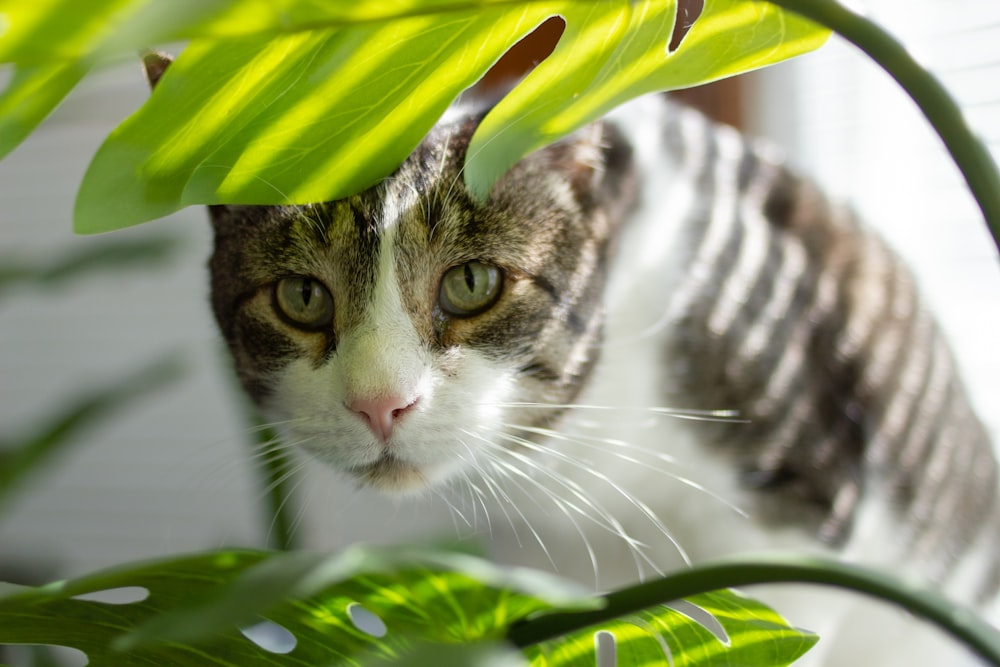 緑の葉の上の茶色のぶち猫