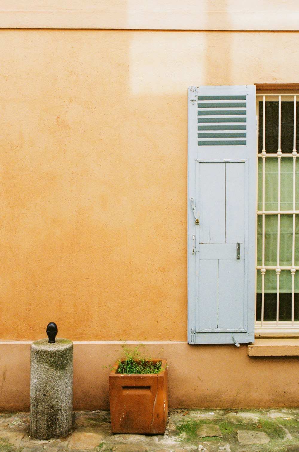 white wooden door beside green plant