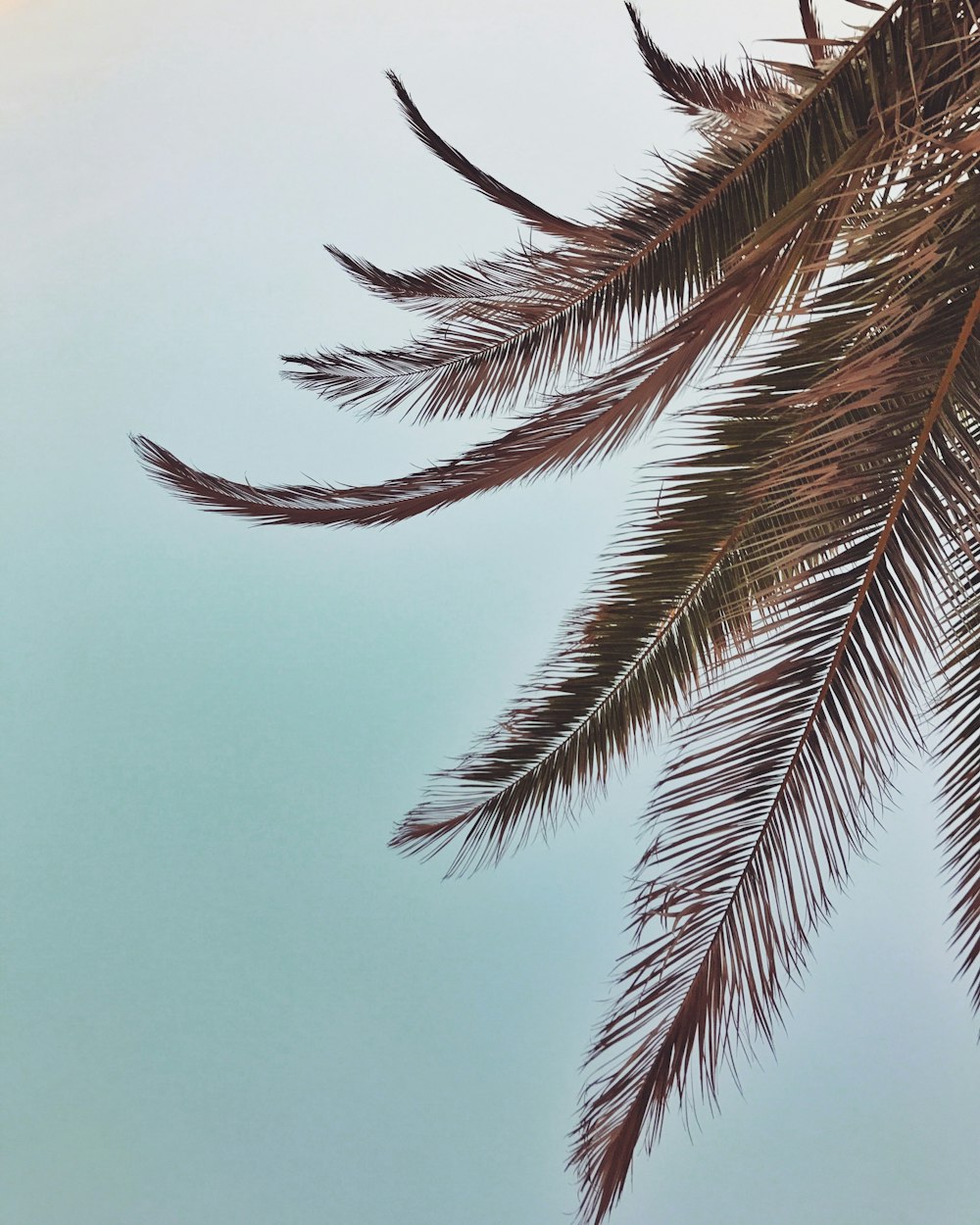 green palm tree under blue sky