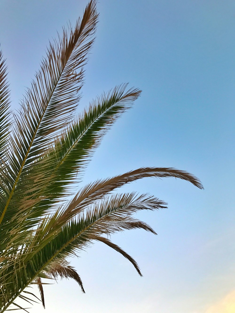 green palm tree under blue sky during daytime