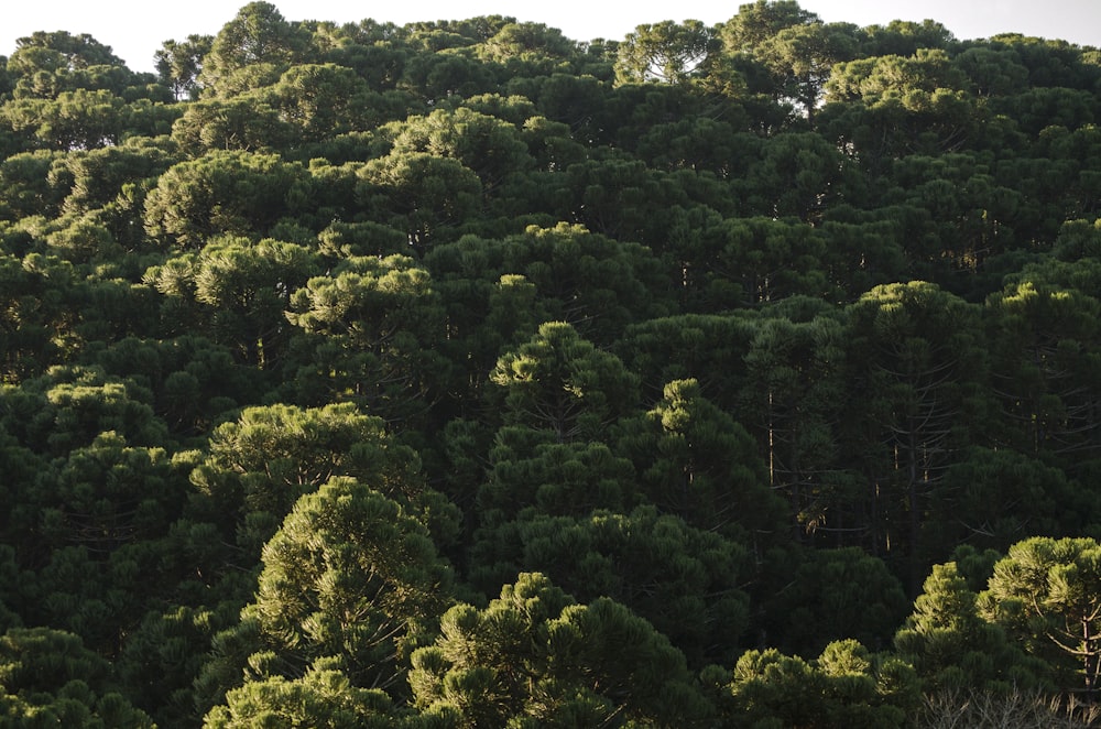 árboles verdes bajo el cielo blanco durante el día