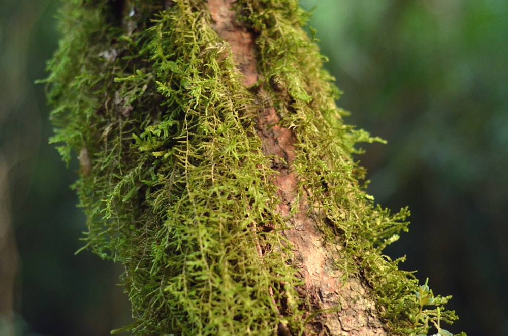 green moss on brown tree trunk