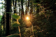 Sunlight filtering through tall trees onto a peaceful meditation spot with cushions.