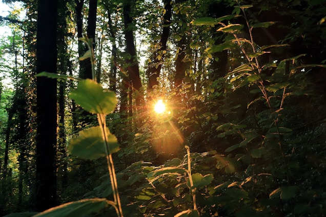 Sunlight filtering through tall trees onto a cozy stone hearth surrounded by lush garden plants.