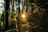 A tranquil setting in the rainforest with sunlight filtering through the trees.