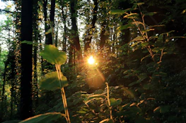 Sunlight filtering through tall trees onto a peaceful yoga spot in a natural garden.