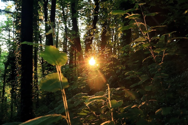 Sunlight filtering through dense forest near the cozy cabin on our property.