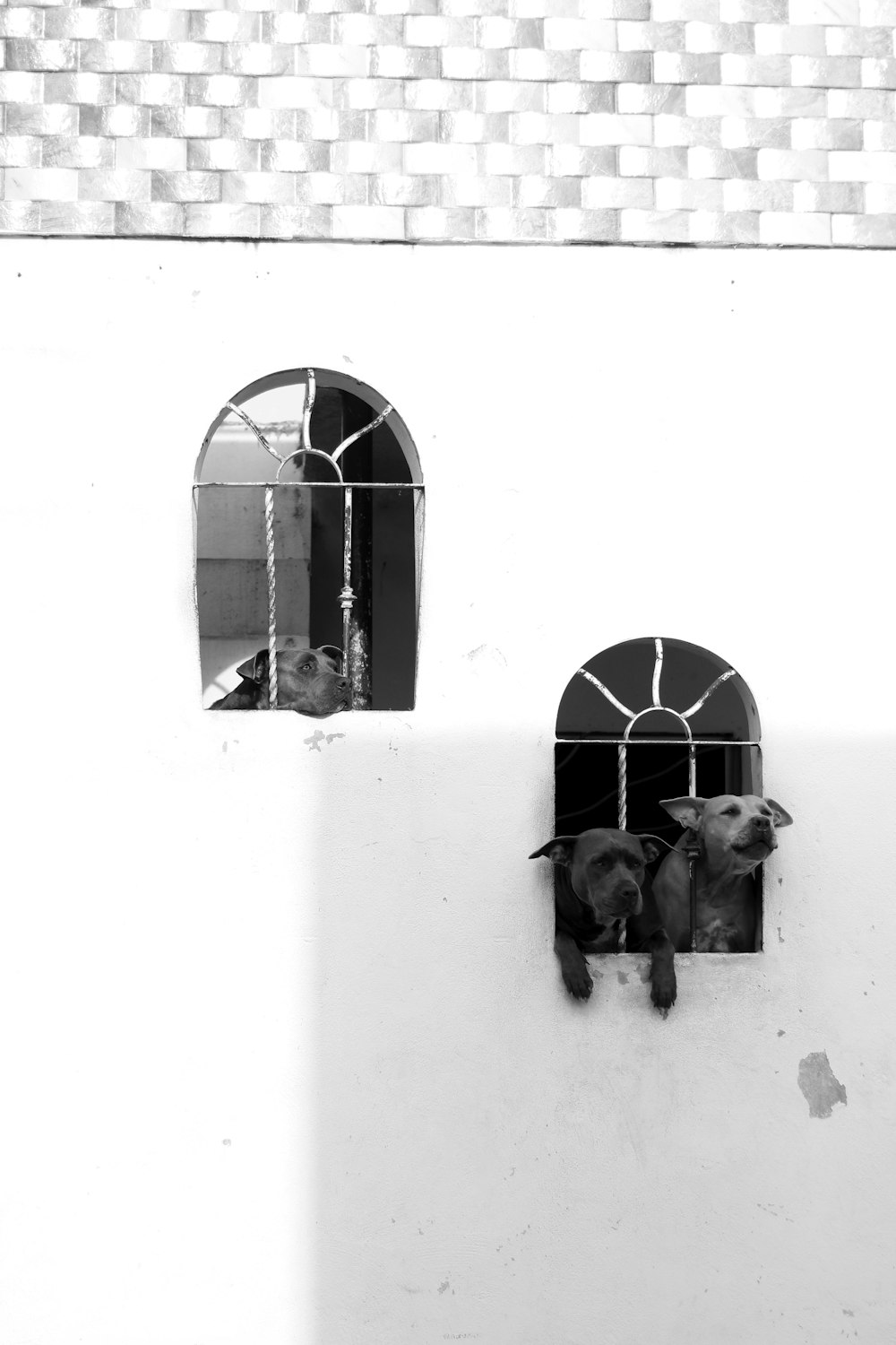 2 cães na janela na fotografia em tons de cinza