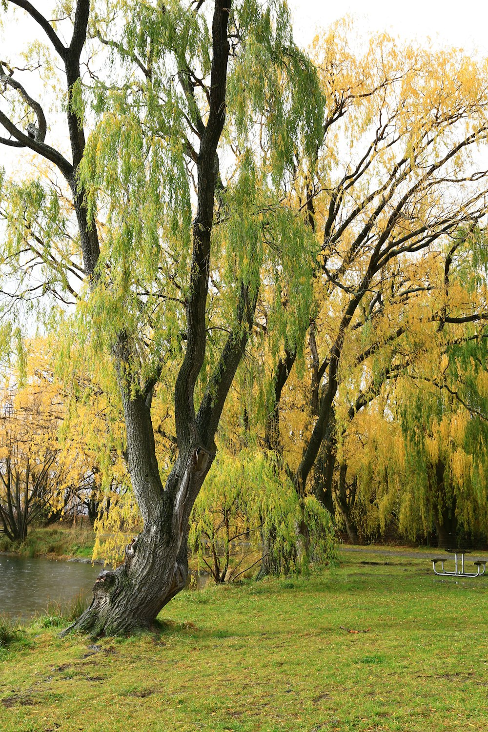 green grass field with trees and river