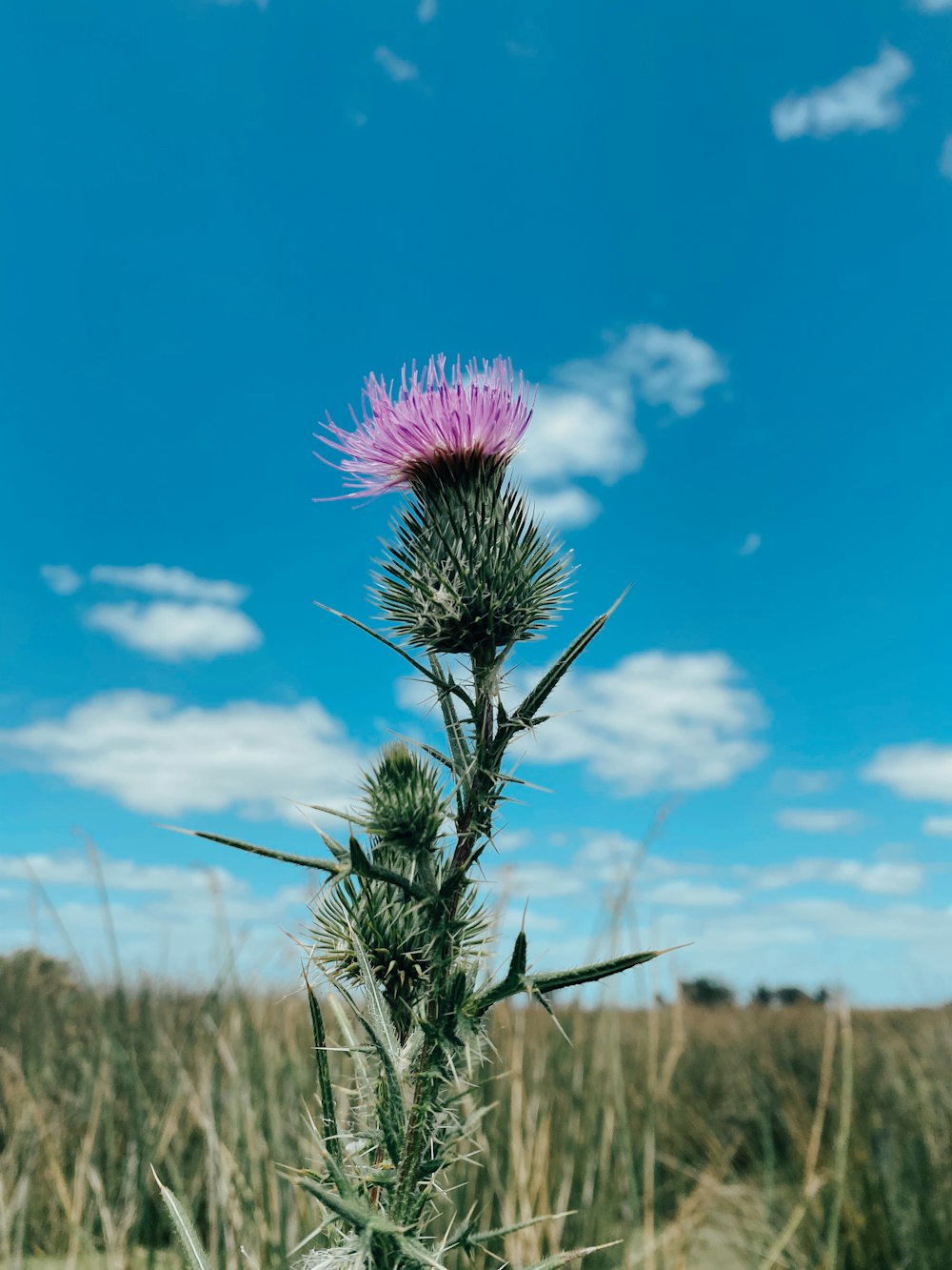 purple flower under blue sky during daytime