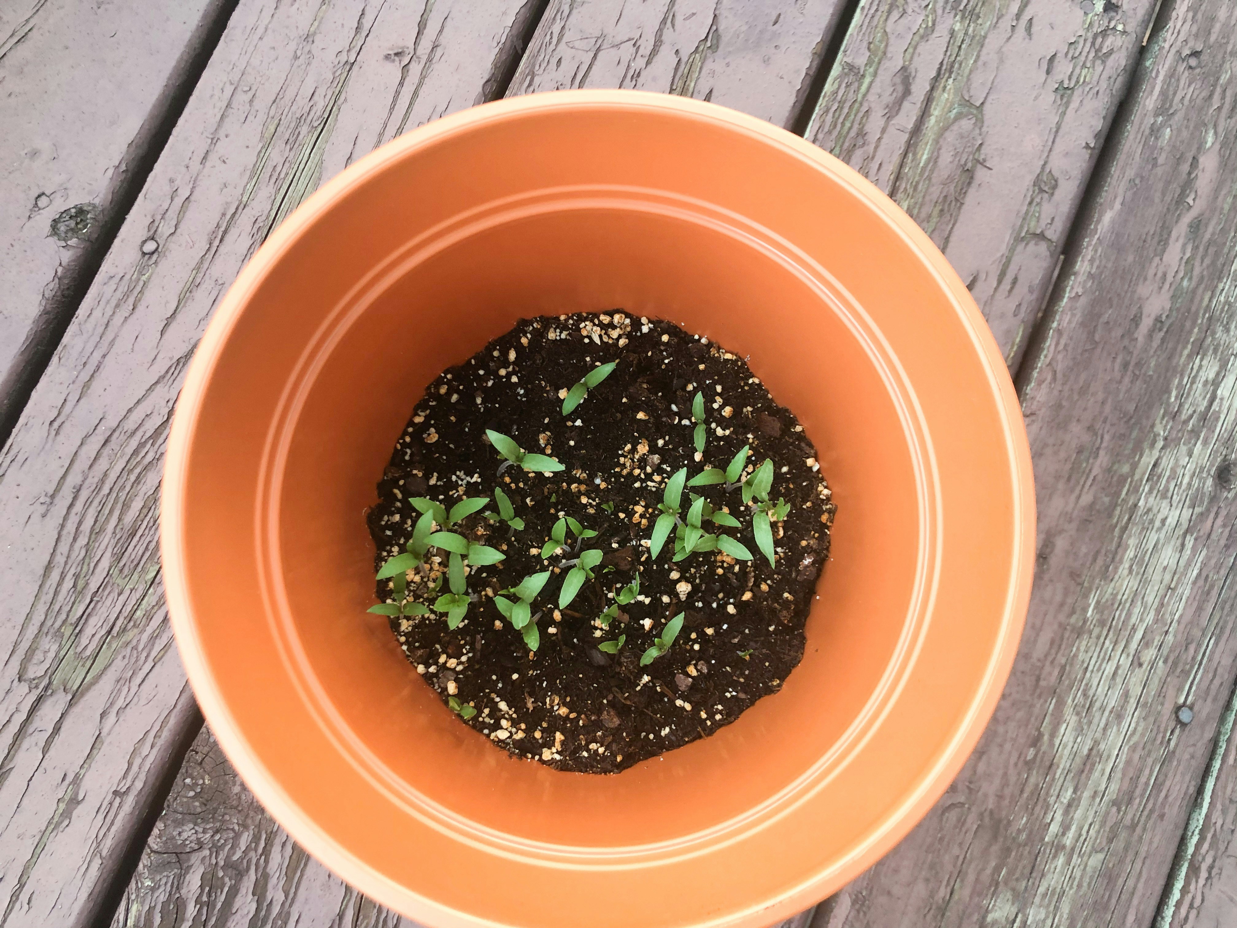 Organic Herb Starter Kit