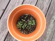 Natural bio-fertilizers being carefully prepared in traditional earthen pots.