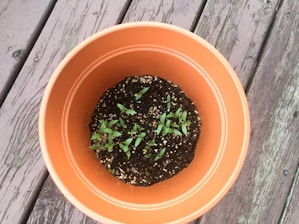 A terracotta-colored pot containing small green seedlings growing from dark, nutrient-rich soil. The pot is placed on a weathered wooden surface.