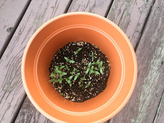 A terracotta-colored pot containing small green seedlings growing from dark, nutrient-rich soil. The pot is placed on a weathered wooden surface.