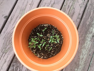 Small terracotta pots filled with organic soil and young seedlings ready to grow
