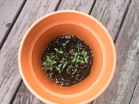 A terracotta-colored pot containing small green seedlings growing from dark, nutrient-rich soil. The pot is placed on a weathered wooden surface.