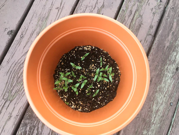 Arbosana olive saplings growing in neat pots ready for planting in fertile soil