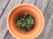 A terracotta-colored pot containing small green seedlings growing from dark, nutrient-rich soil. The pot is placed on a weathered wooden surface.