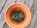 A terracotta-colored pot containing small green seedlings growing from dark, nutrient-rich soil. The pot is placed on a weathered wooden surface.