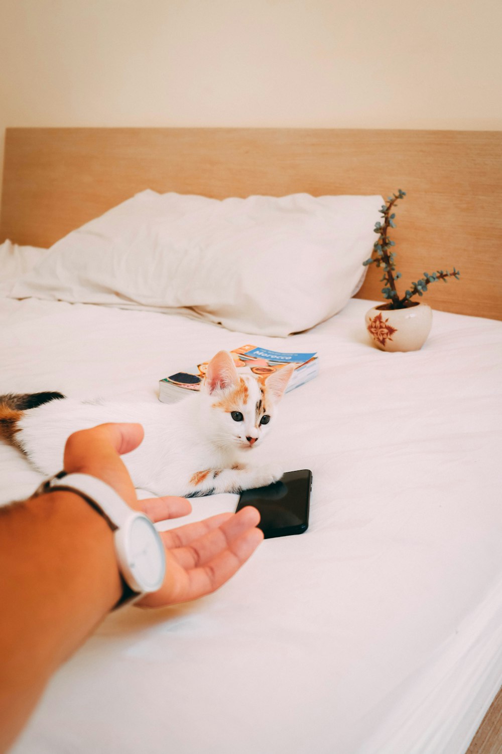 person holding white and brown cat toy