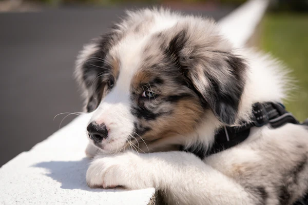 A blue merle puppy resting on a white blanket