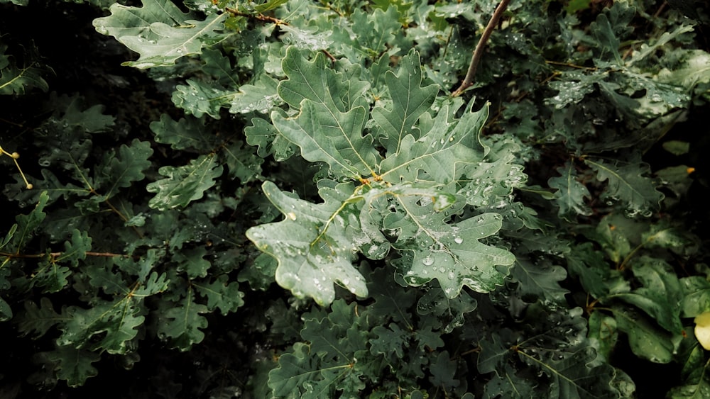 클로즈업 사진의 녹색 단풍잎