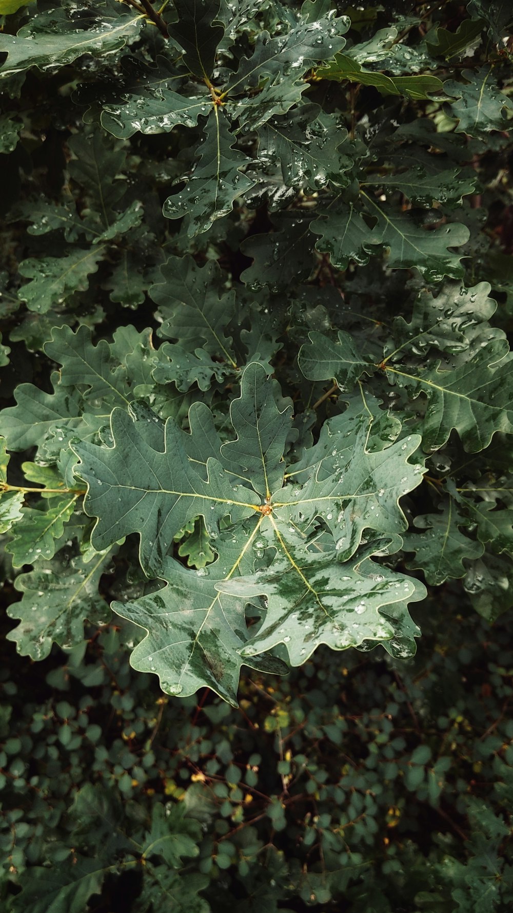 クローズアップ写真の緑のカエデの葉