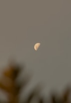 A half moon prominently positioned against a blurred, dark sky with hints of foliage in the foreground. The moon's surface features are visible with its illuminated part giving it a soft glow.