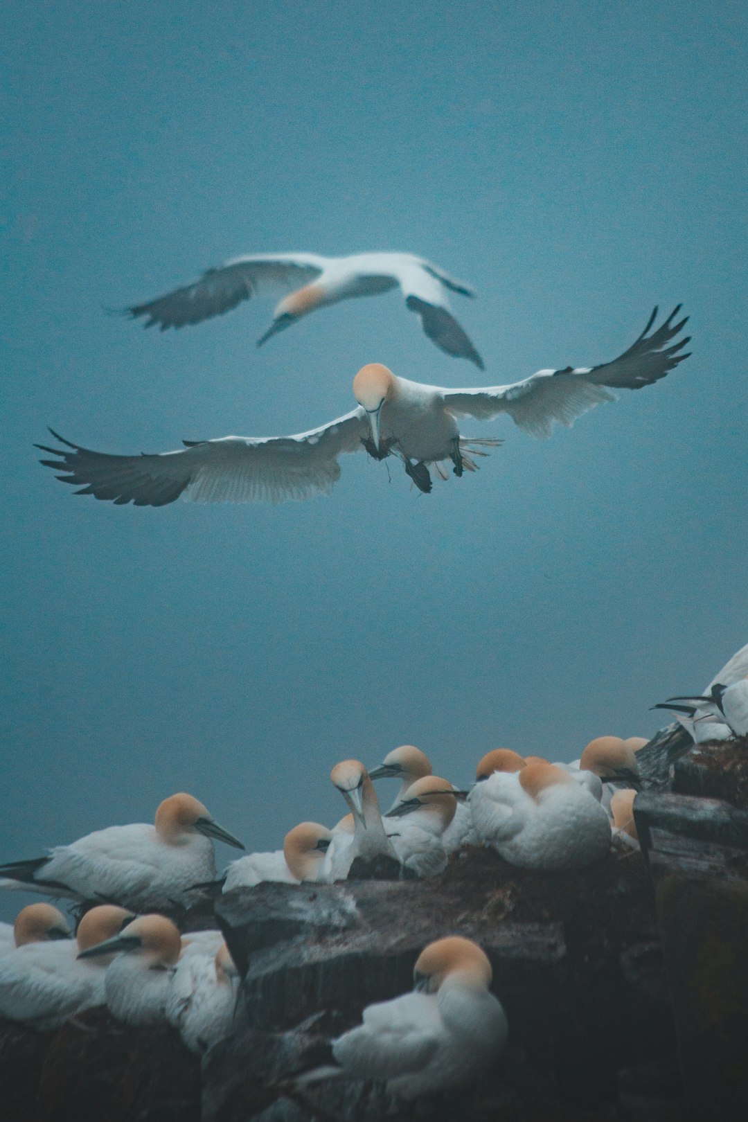 flock of birds flying over the white and orange birds during daytime