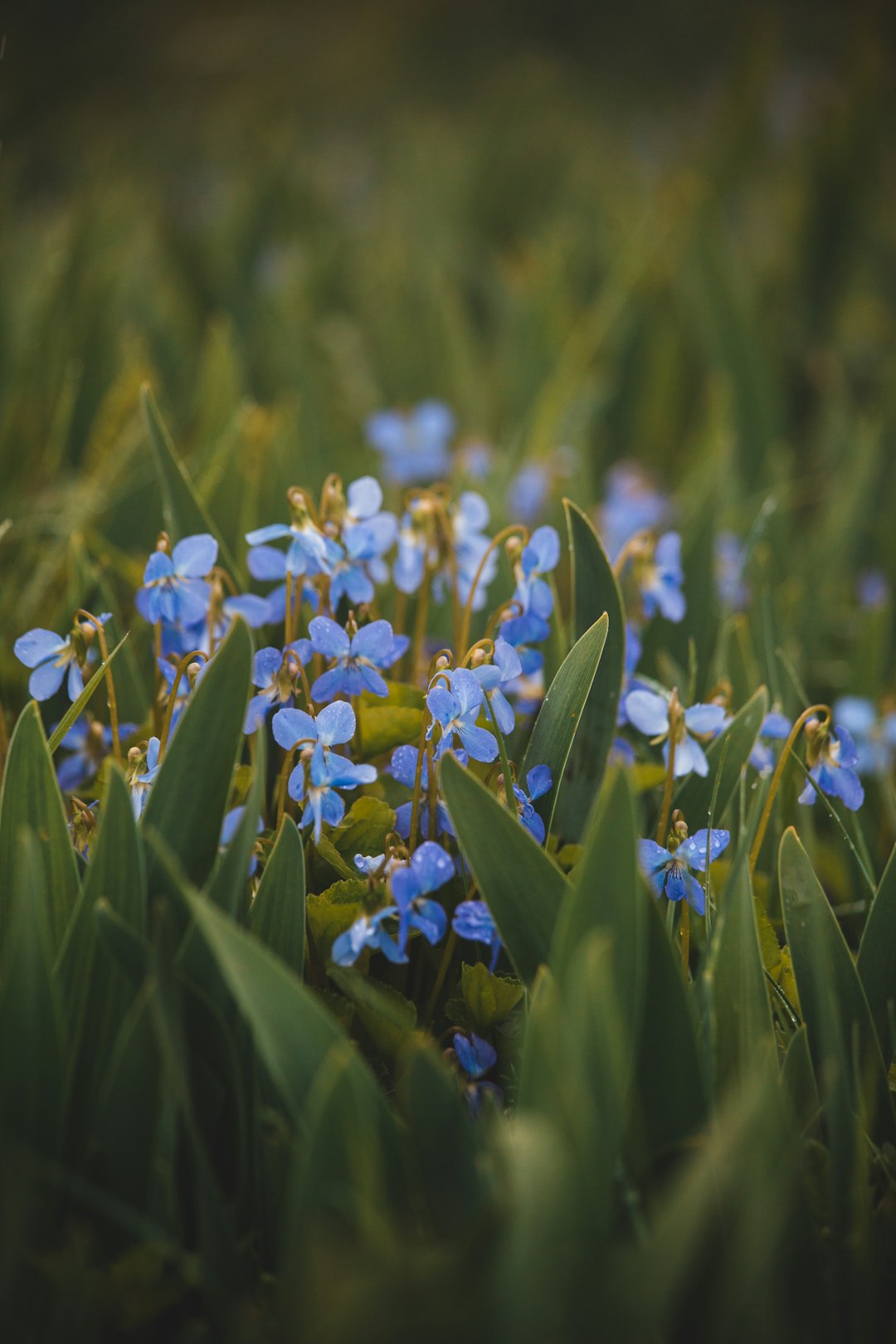 white and yellow flowers on green grass field