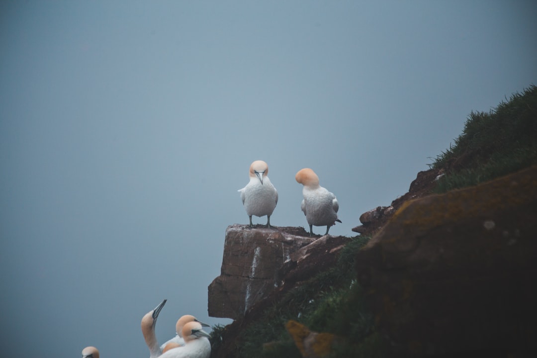 flock of birds on rock during daytime