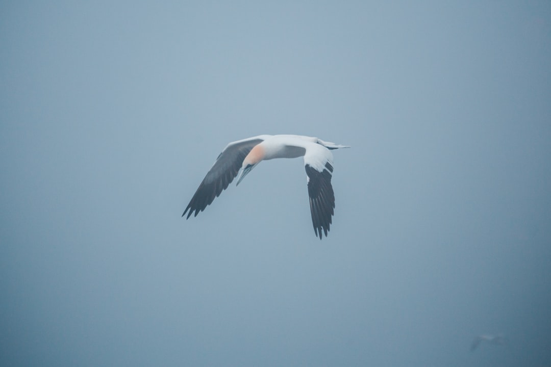 white and black bird flying