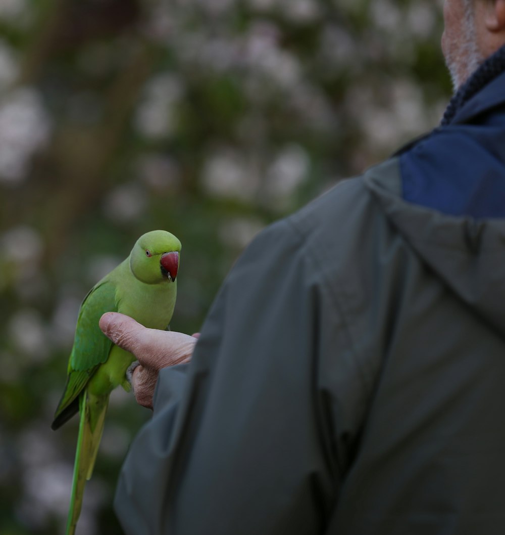 green and yellow bird on persons hand