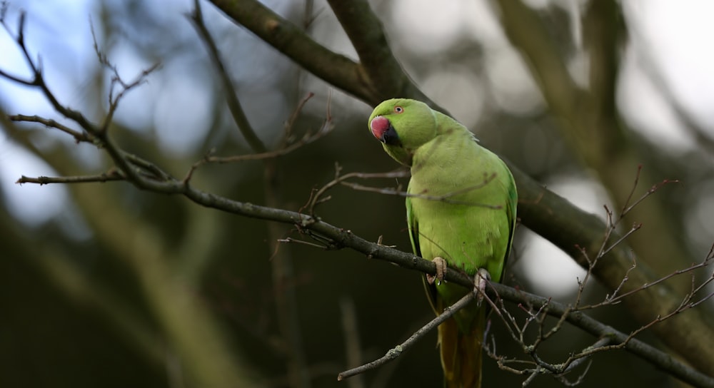 green bird on brown tree branch