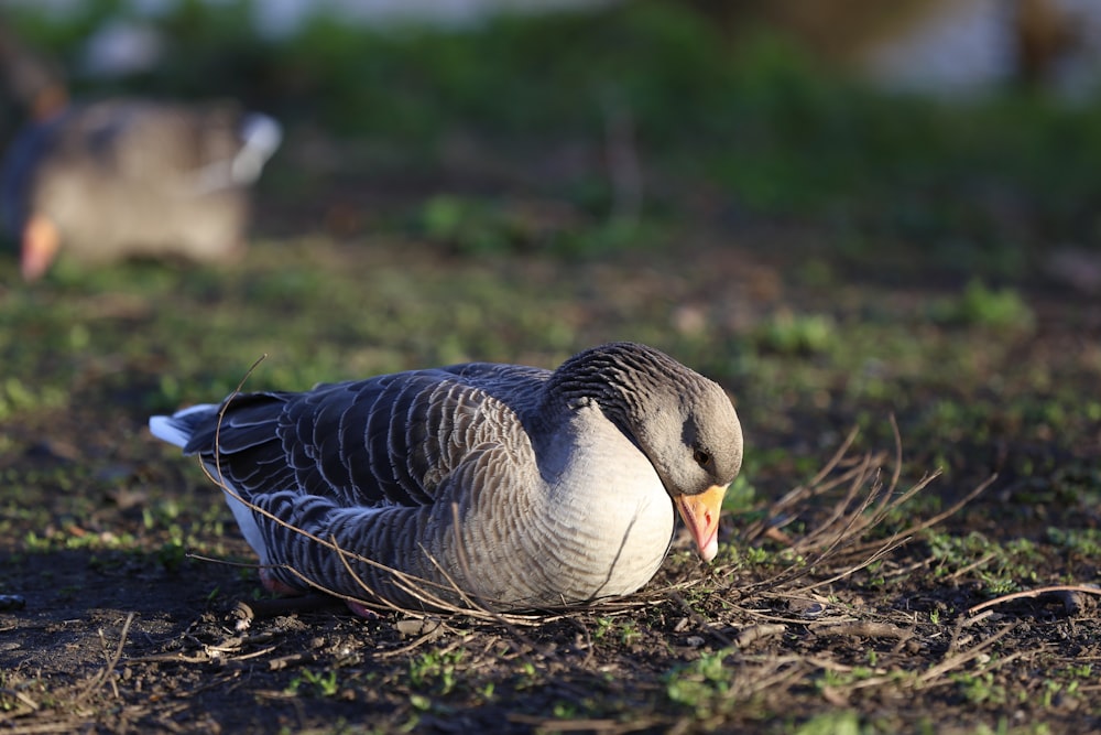 black and white duck on brown soil