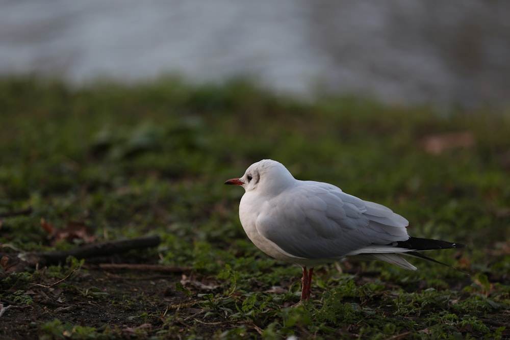 white bird on brown soil