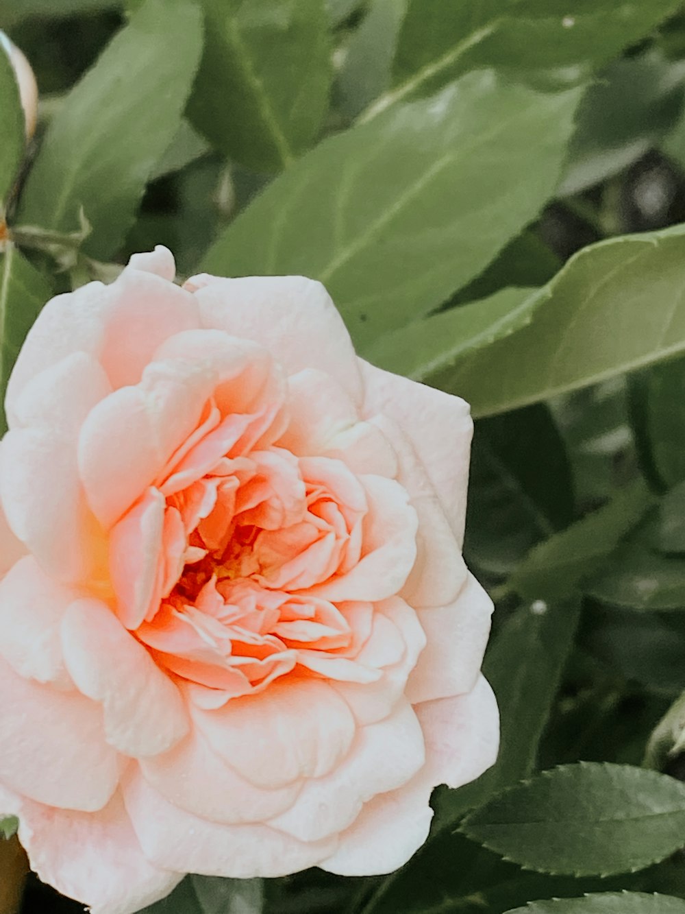 white and pink rose in bloom during daytime