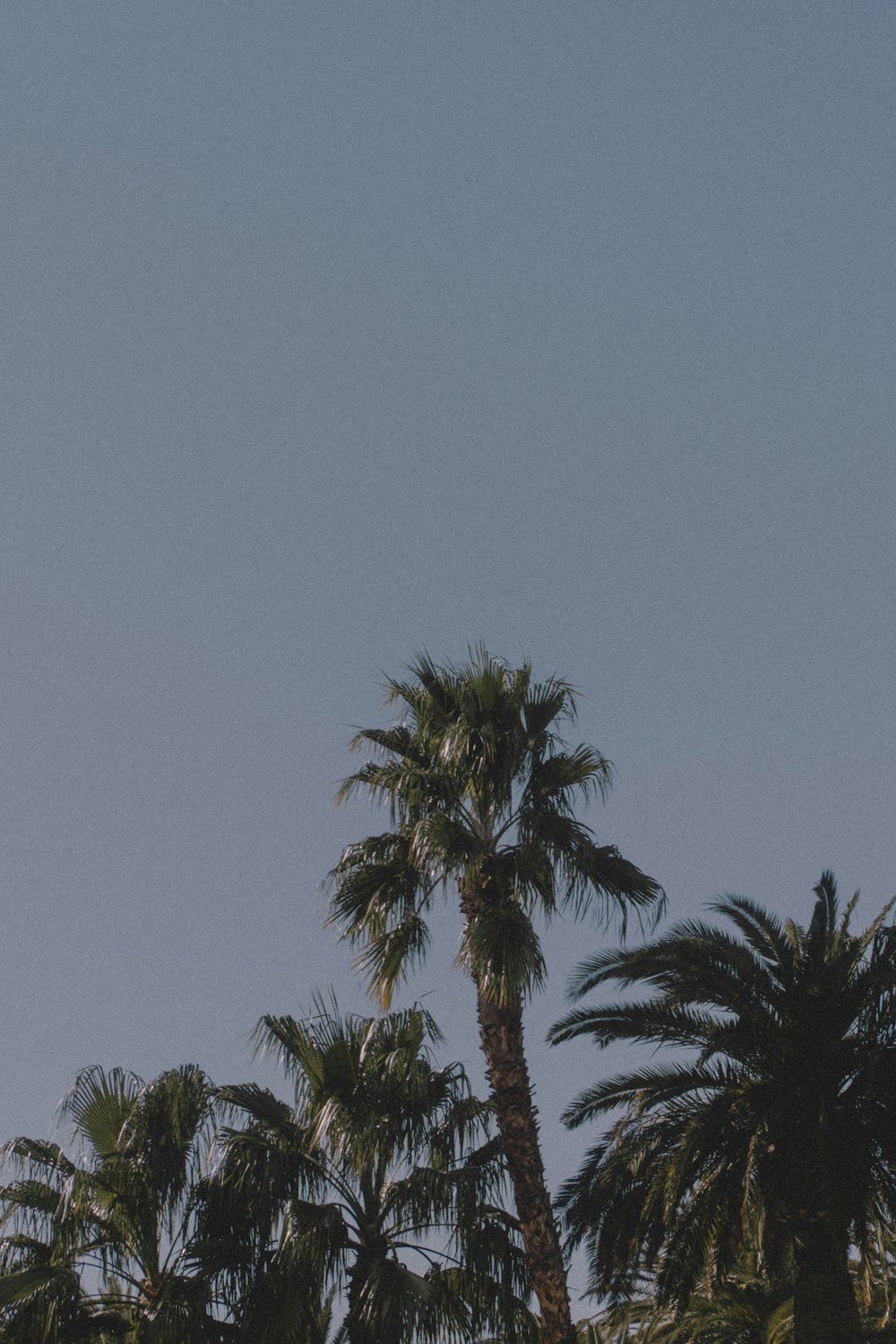 green palm tree under blue sky during daytime