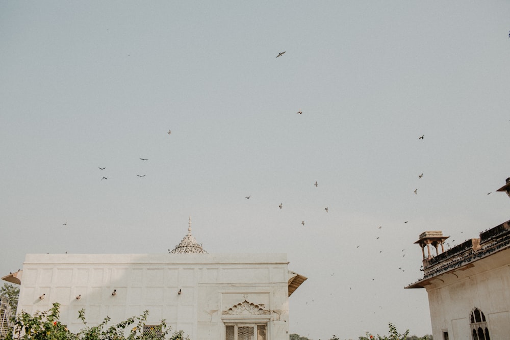 flock of birds flying over white concrete building during daytime