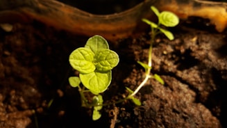 Close-up of vibrant green leaves growing in rich soil under natural sunlight