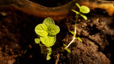 Close-up of vibrant green leaves growing in rich soil under natural sunlight