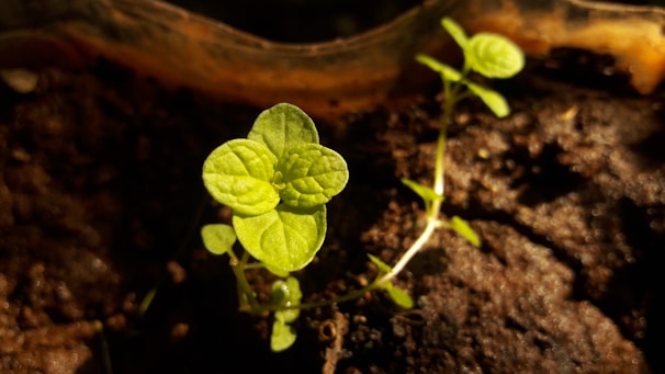 Close-up of vibrant green herb leaves growing in rich soil under morning sunlight.