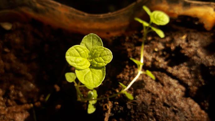 Close-up of vibrant green leaves flourishing in rich, organic soil under gentle sunlight.